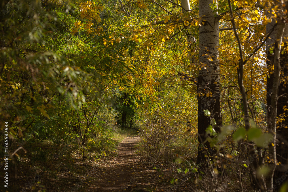 Obraz premium Whispers Of Forest Autumn Dreams