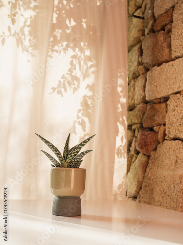 Zebra Haworthia in Green Pot on White Table, Stone Wall and Sunlit Patio Drapes with Floral Shadows, Vertical Close Up Photo 