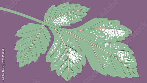 Leaf affected by fungal infection isolated on a purple greenery background.  Signs of plant blight and powdery mildew visible on the surface.