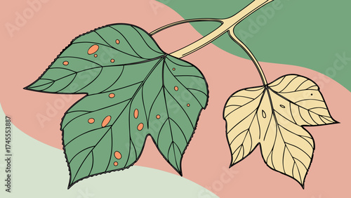 Leaf affected by fungal infection isolated on a green  greenery background.  Signs of plant blight and powdery mildew visible on the surface.