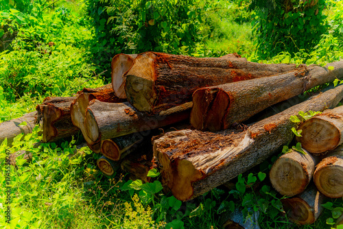 Harvesting wood. 

Logs (tree trunks) lie along the road. Vietnam's tropical climate, tropical vegetation. 