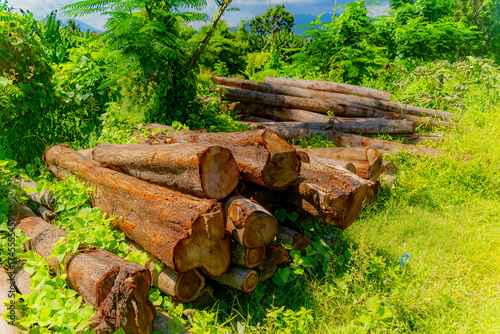 Harvesting wood. 

Logs (tree trunks) lie along the road. Vietnam's tropical climate, tropical vegetation. 
