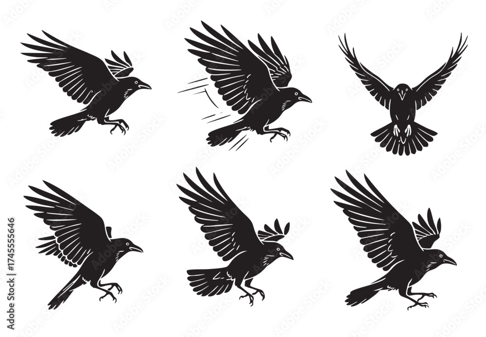 Obraz premium Dynamic set of crows or ravens in flight, with different wing positions. Bold black silhouette vector illustration. Birds.