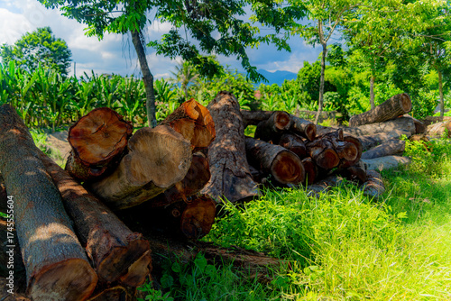 Harvesting wood. 

Logs (tree trunks) lie along the road. Vietnam's tropical climate, tropical vegetation. 