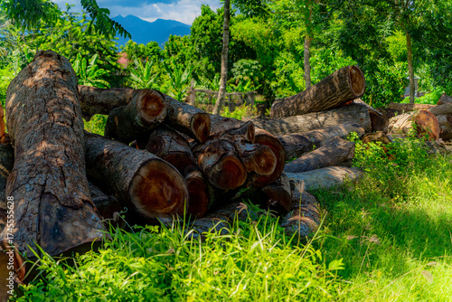 Harvesting wood. 

Logs (tree trunks) lie along the road. Vietnam's tropical climate, tropical vegetation. 