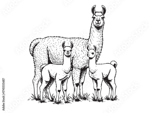 Adorable llama family illustration, ideal for nature, farm, and cute animal themes.