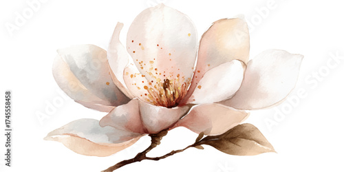 A delicate watercolor painting of a single, soft pink magnolia flower with subtle brown accents, isolated on a transparent background. Perfect for elegant floral designs.
