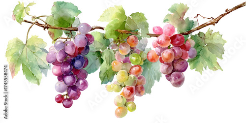 Three bunches of ripe grapes with green leaves hanging from a vine isolated on white background