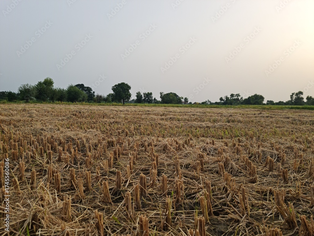 Obraz premium Left over of wheat fields