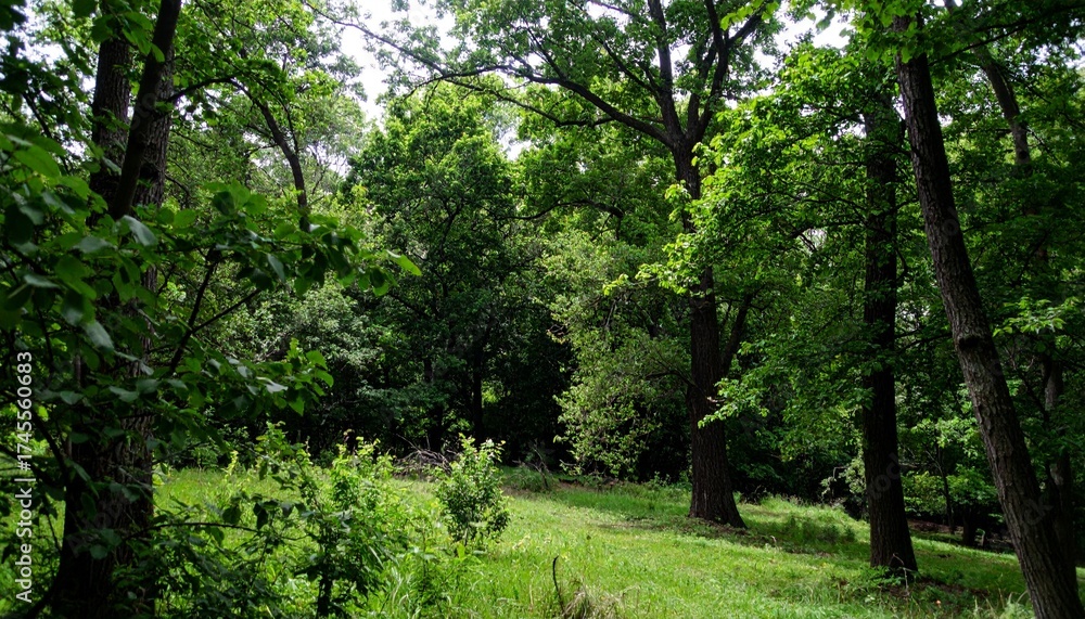 Fototapeta premium Forest with dense canopy blocking most light, creating a dark green interior with minimal ground vegetation