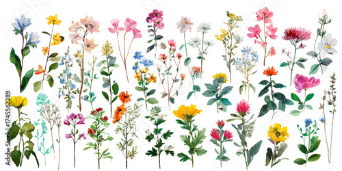 A vibrant collection of delicate wildflowers and botanical illustrations, featuring a variety of colors and shapes, isolated on a transparent background.