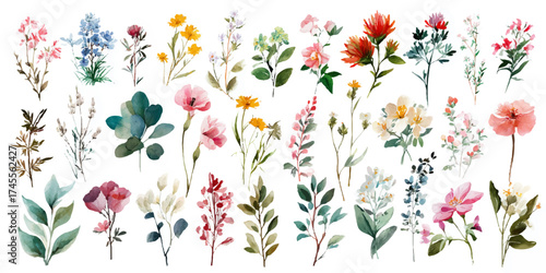 A collection of delicate watercolor wildflowers and botanical elements, hand-painted and isolated on a transparent background for versatile design use.