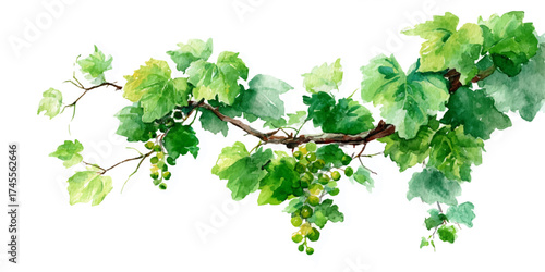 A vibrant green vine with lush leaves and tendrils, isolated on a transparent background. This natural element is perfect for adding a touch of organic beauty.