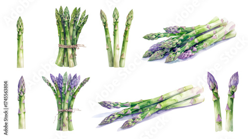 Vibrant botanical illustration of fresh green and purple asparagus spears, a healthy and garden-fresh produce collection, perfect for culinary and wellness designs highlighting nutritious vegetables
