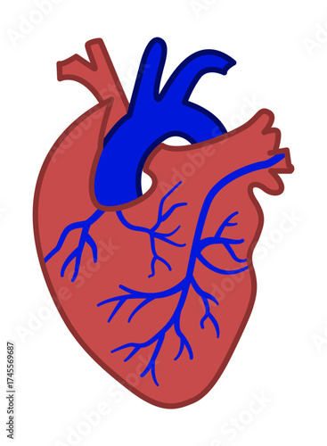 Human heart icon illustration on transparent background