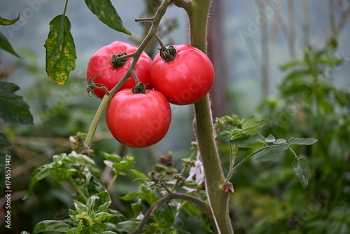 Red green and yellow tomatoes in a farmer's greenhouse. healthy vegetables