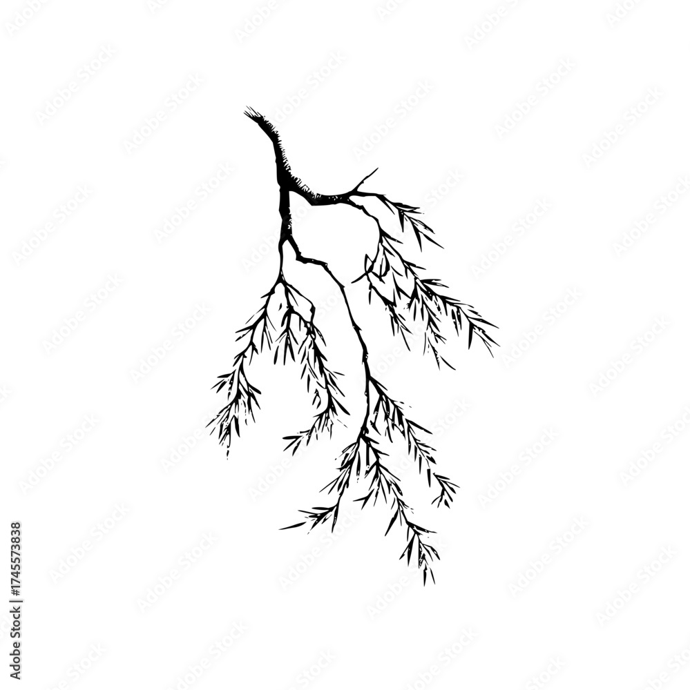 Fototapeta premium Black and white botanical illustration of a willow tree branch with leaves vector drawing for design element