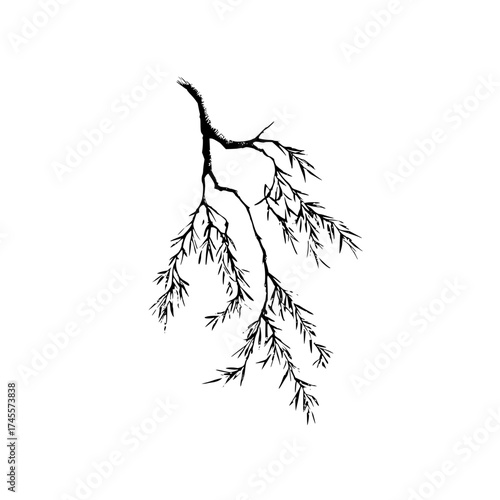 Black and white botanical illustration of a willow tree branch with leaves vector drawing for design element