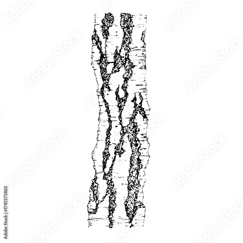 Birch tree bark texture vector illustration for graphic design and nature themed projects and backgrounds