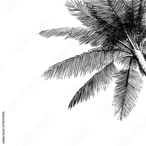 Black and white palm tree illustration vector graphic design tropical summer vacation beach silhouette drawing art 100