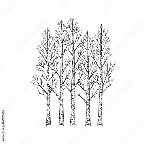 Birch trees drawing vector illustration black and white forest woodland nature landscape design element art 100