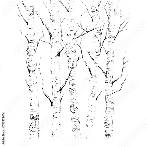 Birch tree forest black and white drawing vector illustration nature landscape woodland trees trunks bark design 100