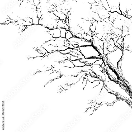 Black and white tree branches drawing vector illustration for nature and autumn season graphic design element