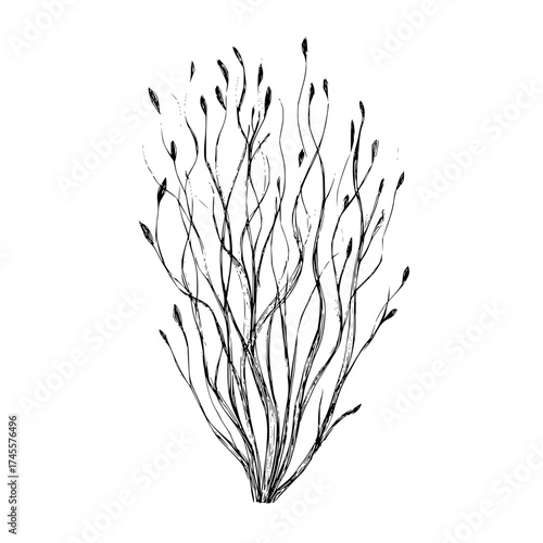 Abstract botanical illustration of twigs and buds in black and white minimalist art drawing for print design