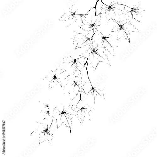 Black and white maple leaf branch drawing vector illustration nature autumn fall season graphic design element