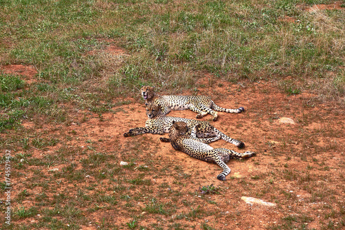 Three gepards lying on the grass of the savannah