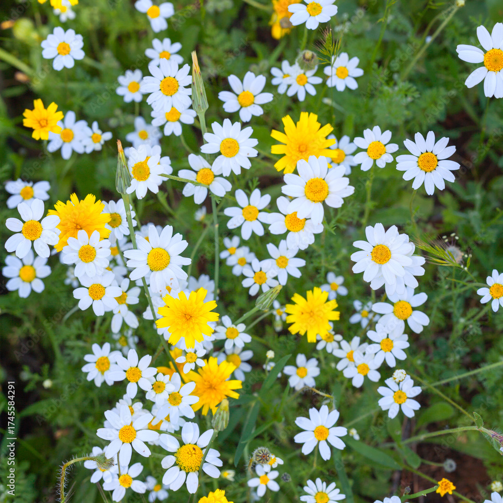 Obraz premium Patchwork of Daisies and Yellow Flowers