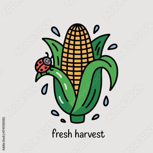 Vector art of a cute cartoon illustration of a fresh ear of corn with a ladybug on a leaf, surrounded by water droplets, with the text fresh harvest below, representing a healthy and natural food