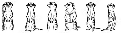 Detailed Meerkat Illustrations: A Collection of Adorable African Animals Posed in Various Front, Side, and Fashionable Views for Educational Materials, Children's Books, Wildlife Conservation, and Zoo