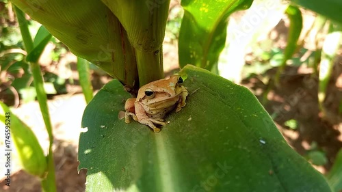 Tree frog hiding among the leaves