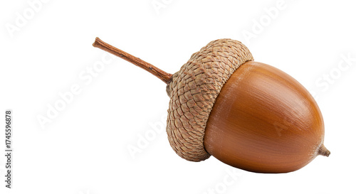 Wallpaper Mural Close up of a single acorn with its cap on a white background , transparent png Torontodigital.ca
