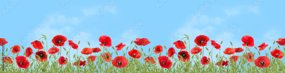 Fototapeta premium Bright red poppy flowers under blue sky, banner design