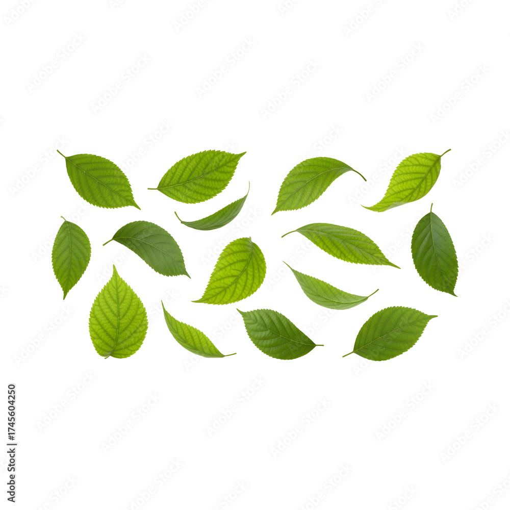 Fototapeta premium Collection of fresh green leaves isolated on white background natural design element, PNG