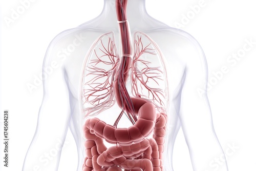 Human anatomy showing the digestive system and surrounding organs like the lungs within a transparent body, on a white background