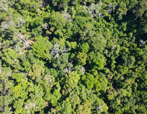 Aerial view of dense tropical forest with lush green canopy and natural patterns creating stunning abstract landscape from above