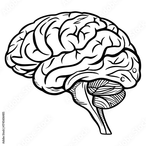 Vector illustration of a hand drawn, black and white brain against a white background

