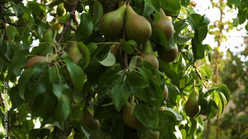 Fresh pears ripe on tree branches orchard