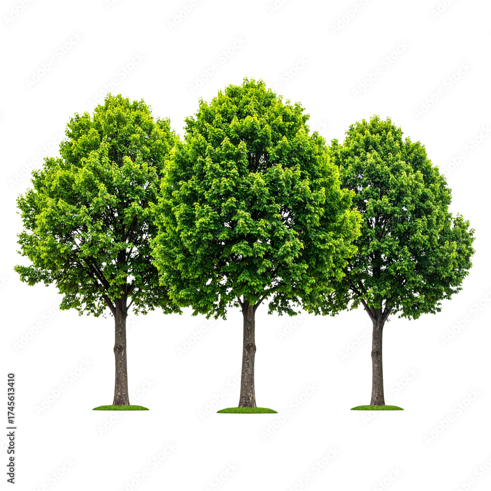Fototapeta premium Set of Three Lush Green Trees with Detailed Bark, isolated on white background”
