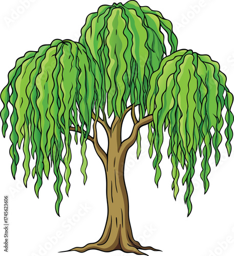 A lush weeping willow tree with cascading green branches and a sturdy trunk