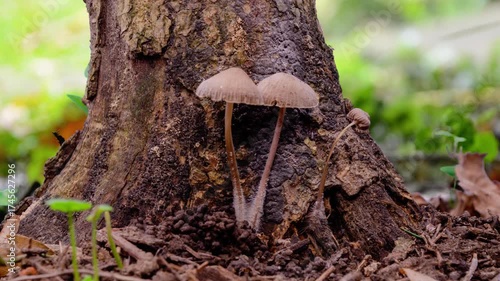Timelapse, Wild Coprinellus micaceus mushrooms grow and dry on the bark of an old tree.