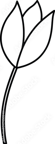 a tulip viewed from top angle with stem hidden 