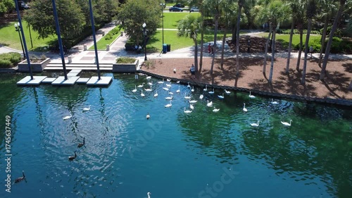 Aerial view of swans and ducks being fed at Lake Eola Park in downtown Orlando, Florida
