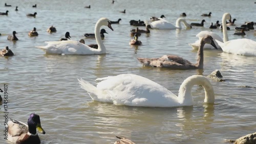 white beautiful swan feeding in lake at sunny day. close up