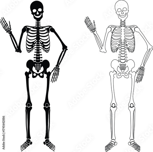 Dancing human skeleton bones icon isolated on transparent background in black and line style, anatomy spooky skull cranium medical illustration vector bundle design element.