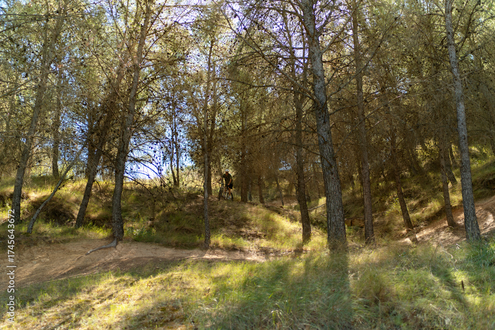 Naklejka premium autumn in the forest