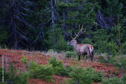Fototapeta Naklejka Na Ścianę i Meble -  A large male of stag stay at the edge of large spruce forest in autumn after sunset during ruting season. Photographed after sunset in low natural light and high ISO.